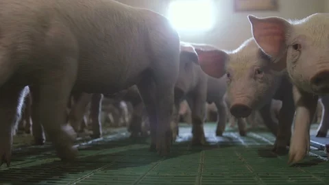 Many curious piglets standing, smelling and seeking food in a pigfarm in Ukraine Stock Footage 107610847