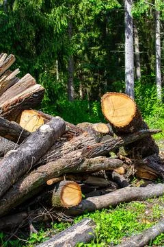 Many cut tree trunks stacked on top of each other Foto stock