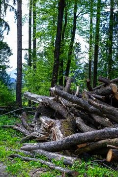 Many cut tree trunks stacked on top of each other Stock Photos