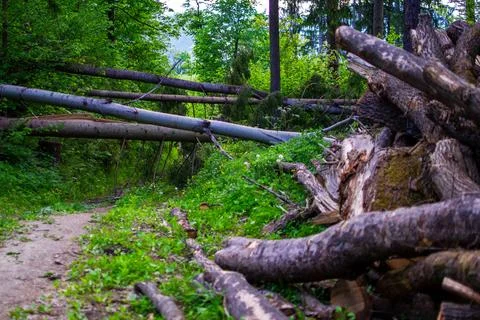 Many cut tree trunks stacked on top of each other Stock Photos