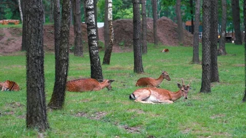 Many cute fallow deer lie on the green grass in the park or forest. Stock Footage 322672905