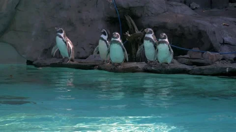 Many cute penguins standing next to the water Stock Footage 172418636