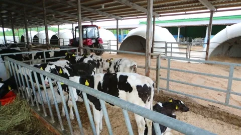 Many cute small calves eat fresh hay at long stall in large farm. Stock Footage 45306221