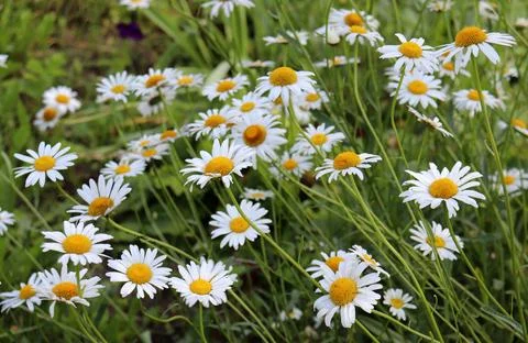 Many daisies chamomiles Foto stock