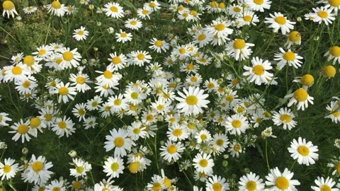Many daisies close-up swing in the wind Stock Footage 136324918