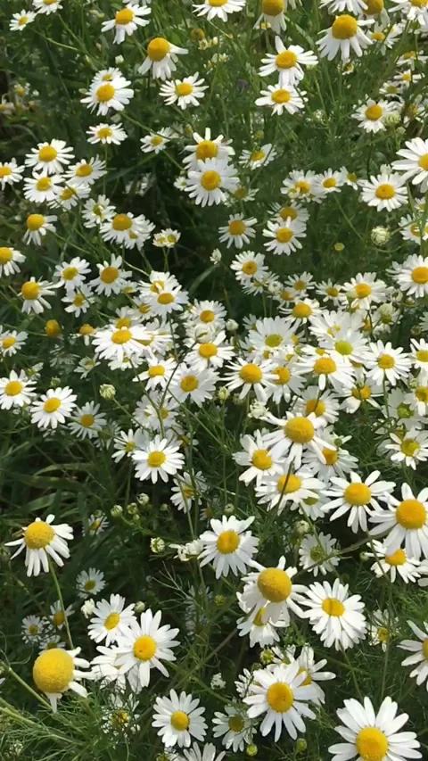 Many daisies close-up swing in the wind Stock Footage 136387769