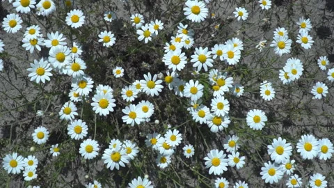 Many daisies in the field Stock Footage 133287755