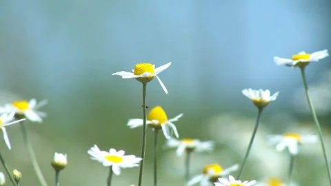 Many daisies in the field Stock Footage 133289419