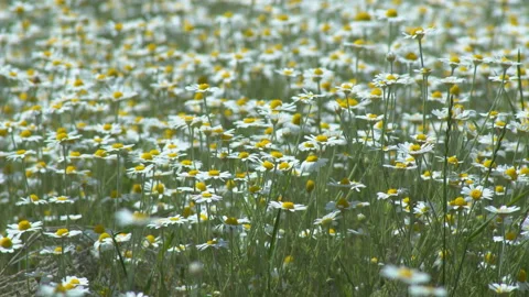 Many daisies in the field Stock Footage 133290808