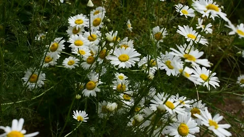 Many daisies, wind Stock Footage 138395035