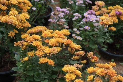 Many daisy Stock Photos