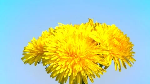 Many dandelion flowers bloom simultaneously. Time lapse. Video stock 75604482