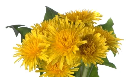 Many dandelion flowers bloom simultaneously. Time lapse. Video stock 99683822