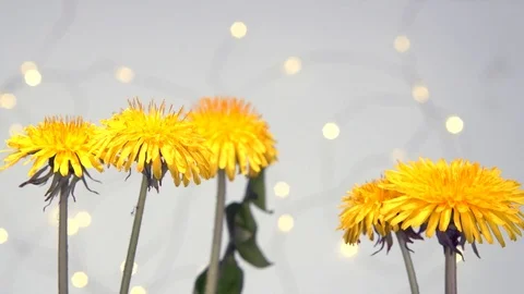 Many dandelion flowers bloom simultaneously. Yellow flowers bloom. Time lapse. Vídeo Stock 121719440
