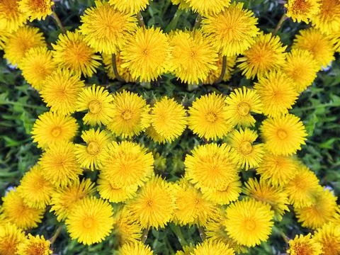Many dandelion flowers pattern view from above background image Stock Photos