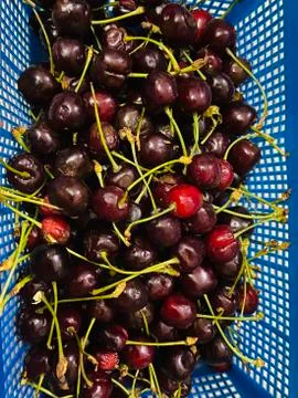 Many dark red cherries in a blue basket Stock Photos