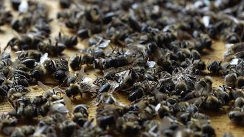 Many dead bees in the hive, closeup. Colony collapse disorder Stock Footage 264525574
