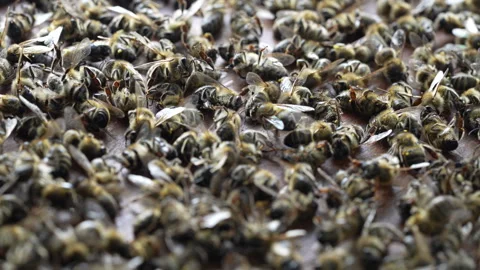 Many dead bees in the hive, closeup. Colony collapse disorder Stock Footage 265021118