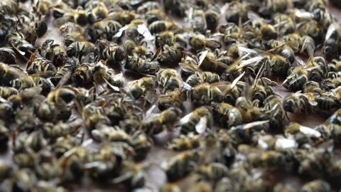 Many dead bees in the hive, closeup. Colony collapse disorder Stock Footage 265482571