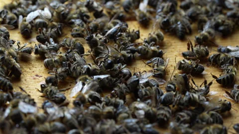 Many dead bees in the hive, closeup. Colony collapse disorder Stock Footage 265610800