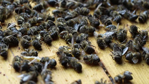 Many dead bees in the hive, closeup. Colony collapse disorder Stock Footage 266781269