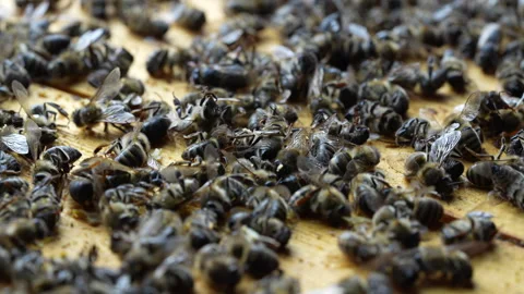 Many dead bees in the hive, closeup. Colony collapse disorder Stock Footage 270217986
