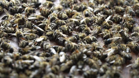 Many dead bees in the hive, closeup. Colony collapse disorder Stock Footage 270459228