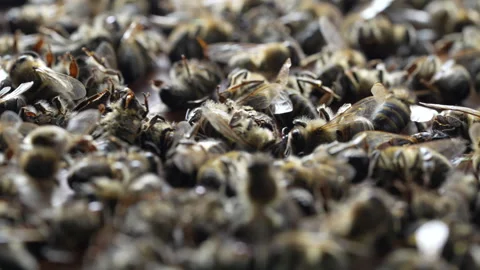 Many dead bees in the hive, closeup. Colony collapse disorder Stock Footage 270722221