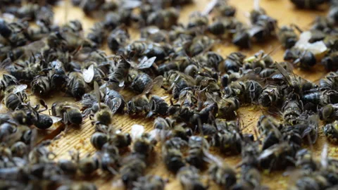 Many dead bees in the hive, closeup. Colony collapse disorder Stock Footage 272169325