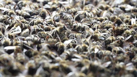 Many dead bees in the hive, closeup. Colony collapse disorder Stock Footage 273567654