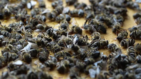 Many dead bees in the hive, closeup. Colony collapse disorder Stock Footage 277186717
