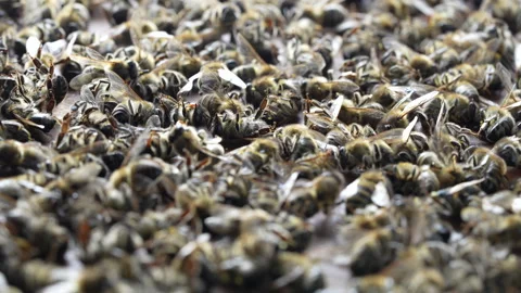 Many dead bees in the hive, closeup. Colony collapse disorder Stock Footage 277341453
