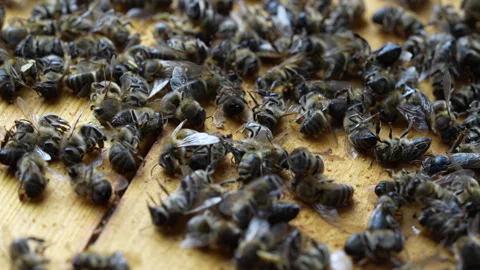 Many dead bees in the hive, closeup. Colony collapse disorder Stock Footage 279270494
