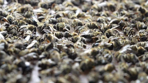 Many dead bees in the hive, closeup. Colony collapse disorder Stock Footage 279594273