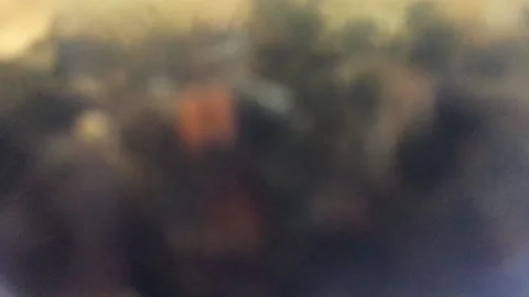 Many dead bodies of bees float in a transparent glass jar with water Close Up 2 Stock Footage 167979662