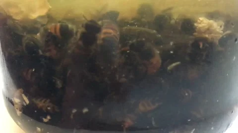 Many dead bodies of bees float in a transparent glass jar with water Close Up 5 Stock Footage 167979670