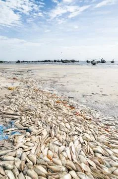 Many dead fish laying on beach with wooden fishing boats in background at Stock Photos