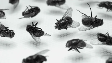 Many dead flies, as a result of the fight against insects Stock Footage 100729663