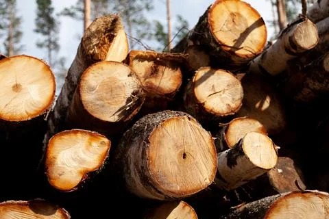 Many dead tree trunks on the site of a coniferous forest, wood for the produc Stock Photos