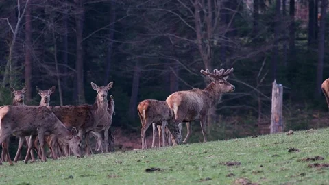 Many deer on a forest meadow Stock Footage 153289057