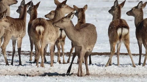 Many deer in the park Stock Footage 242486898
