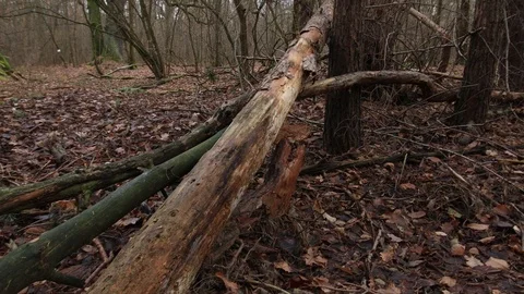 Many destroyed fallen trees in the forest Stock-Footage 120649021