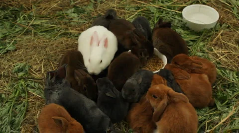 Many different and cute rabbits Stock-Footage 5815403