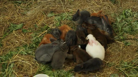 Many different and cute rabbits Stock Footage 5816242