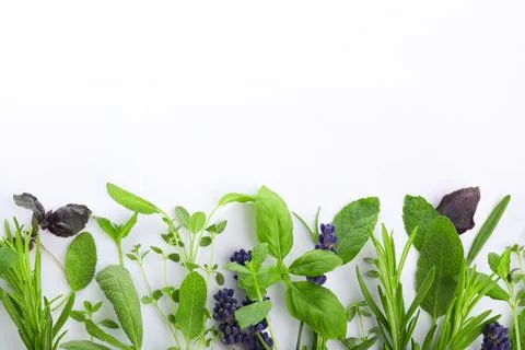 Many different aromatic herbs on white background, flat lay. Space for text Stock Photos