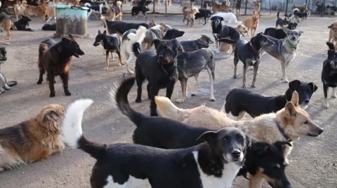 Many different big dogs are walking in a kennel behind fence. Stock Footage 66056378