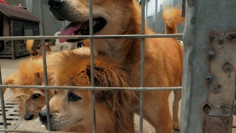 Many different big dogs are looking for attention behind the fences. Dogs in a Stock-Footage 112068068
