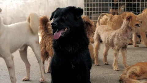 Many different big dogs behind the fences. Dogs in a shelter or an animal Stock Footage 112079436