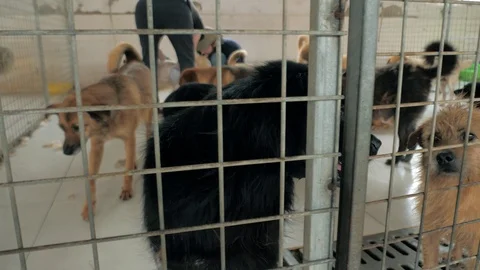Many different big dogs behind the fences. Dogs in a shelter or an animal Vídeo Stock 112079795