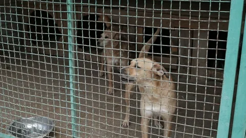 Many different big dogs behind the fences. Shelter for animals concept. Video stock 114869561